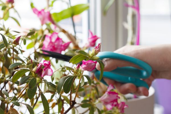 Azalea Pruning in Manteca