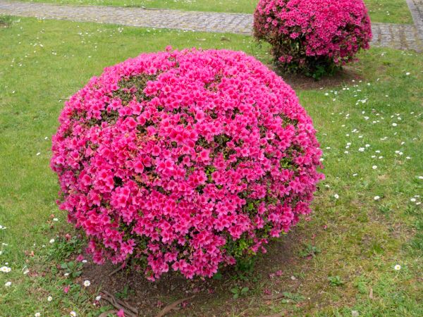 Rhododendron Pruning in Manteca