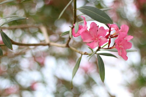 Oleander Removal in Manteca