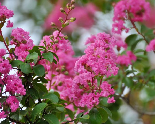Crepe Myrtle Removal in Manteca