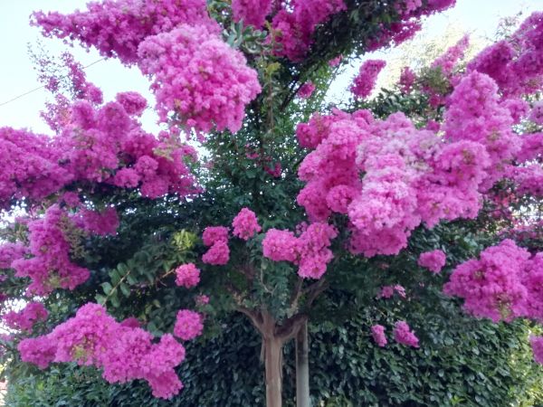 Crape Myrtle Pruning in Manteca
