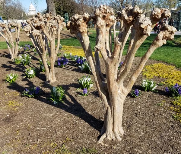 Myrtle Tree Removal in Manteca