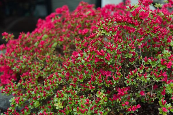 Weigela Removal Service in Manteca