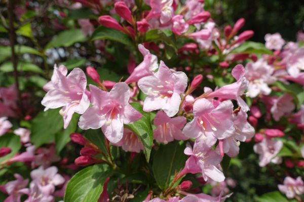 Weigela Pruning Service in Manteca