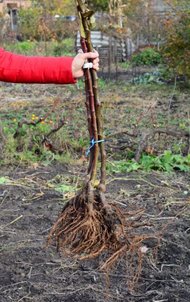 Cost of Shrub Root Removal in Manteca