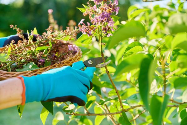 Lilac Trimming Service in Manteca