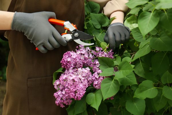 Lilac Pruning Service in Manteca
