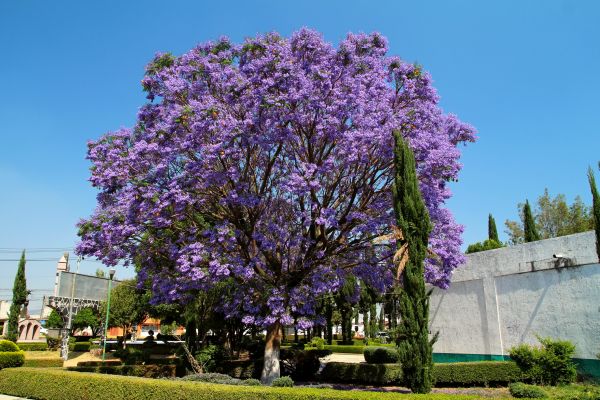 Jacaranda Pruning in Manteca