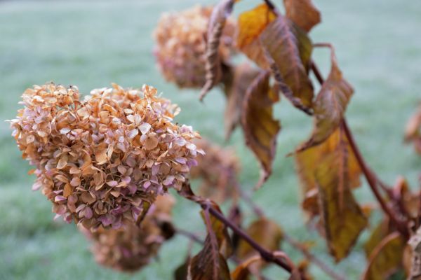 Hydrangea Removal in Manteca