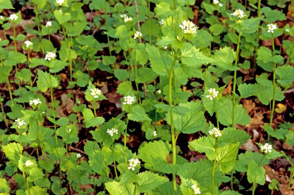 Garlic Mustard Removal in Manteca