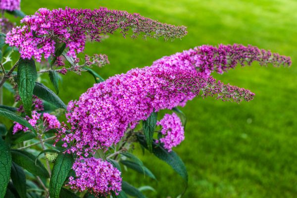 Butterfly Bush Removal in Manteca