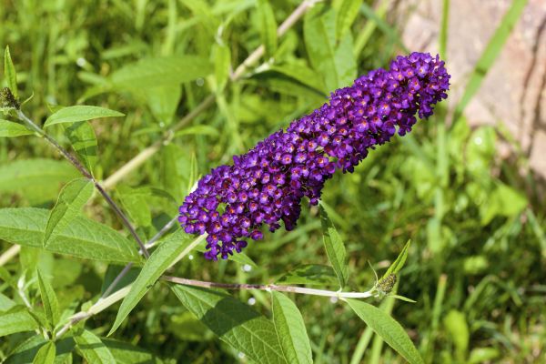 Butterfly Bush Pruning in Manteca