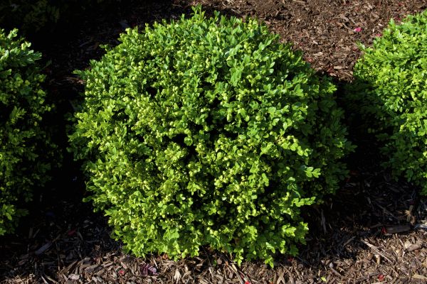 Boxwood Removal in Manteca
