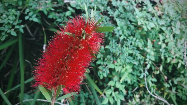 Cost of Bottlebrush Pruning in Manteca