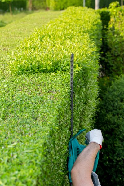 Hedge Trimming in Manteca