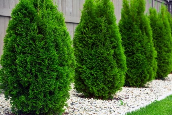 Arborvitae Trimming in Manteca